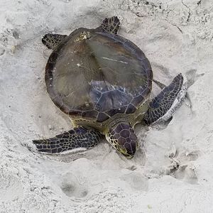 Meet your Posher, Susie